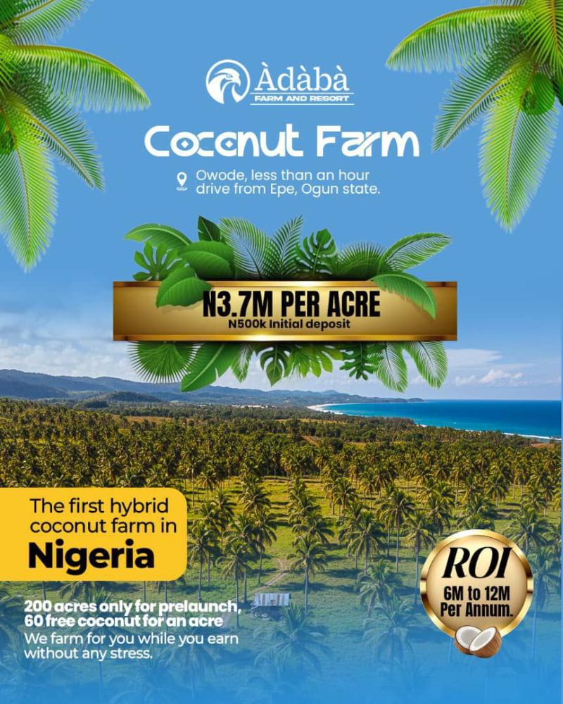 Finally, the arrival of the first Highbrid coconut farm in nigeria is here, Àdàbà (Dove)‼️🥥*
