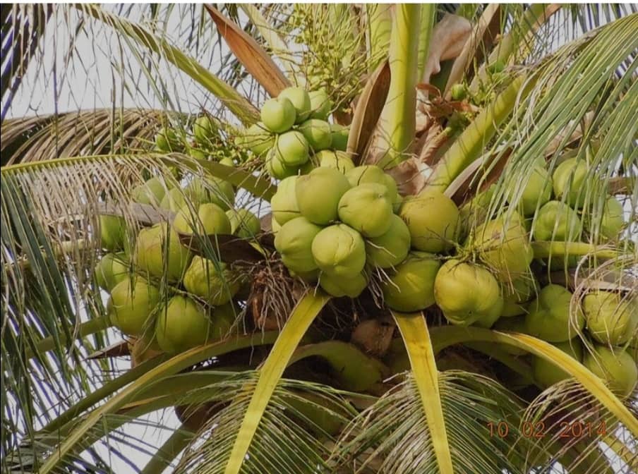 Àdàbà Coconut Farm Where Nature Meets Wealth*! 🌴