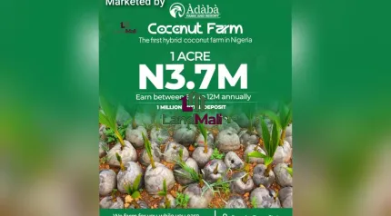 Àdàbà Coconut Farm Where Nature Meets Wealth*! 🌴