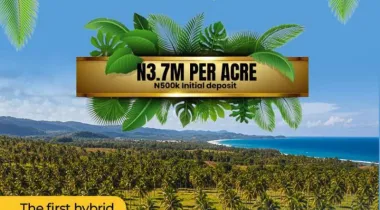 Finally, the arrival of the first Highbrid coconut farm in nigeria is here, Àdàbà (Dove)‼️🥥*