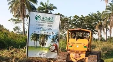 Àdàbà Coconut Farm Where Nature Meets Wealth*! 🌴